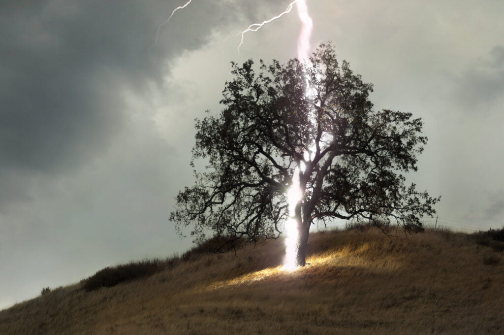 Lightning-tree-detail