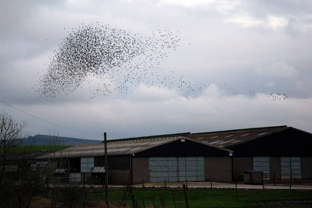 Flocks of Starlings